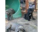 Cane Corso Puppy for sale in Stockton, CA, USA