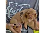 Vizsla Puppy for sale in New London, IA, USA