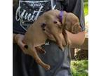 Vizsla Puppy for sale in New London, IA, USA