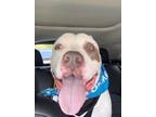 Adopt Otter a American Staffordshire Terrier