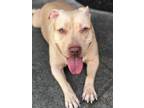 Adopt Lambo a American Staffordshire Terrier