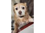 Adopt Winston a Terrier, Mixed Breed
