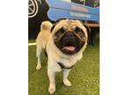 Adopt Butters a Pug