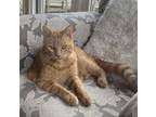 Adopt Gingerbread a Tabby