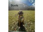 Adopt Boots a Boxer, Beagle