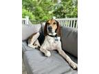 Adopt Hunter a Treeing Walker Coonhound