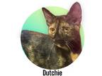 Adopt Dutchie a Tortoiseshell Domestic Shorthair (short coat) cat in Roseville