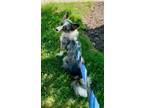 Adopt Madi a Merle Australian Shepherd / Mixed dog in Hillside, IL (39065599)