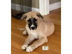 Adopt Kai a Tricolor (Tan/Brown & Black & White) Anatolian Shepherd / Mixed dog