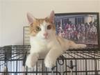 Adopt Ron a Orange or Red (Mostly) Domestic Shorthair / Mixed (short coat) cat