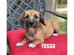 Adopt Tessa-PENDING ADOPTION a Brown/Chocolate - with White Beagle / Shepherd