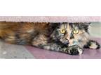 Adopt Molly - KBC a Tortoiseshell Domestic Longhair / Mixed (long coat) cat in