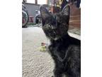 Adopt Willow a Calico or Dilute Calico Domestic Shorthair / Mixed cat in