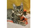 Adopt Taqui a Brown Tabby Domestic Shorthair / Mixed (short coat) cat in