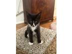 Adopt Rhett KITTEN a Black & White or Tuxedo Domestic Shorthair / Mixed (short