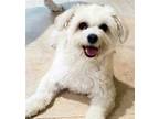 Adopt XP Minnie - NJ a White Havanese / Mixed dog in Rockaway, NJ (38951627)