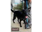 Adopt Blaire a Black German Shepherd Dog / Mixed dog in Hillside, IL (39065300)