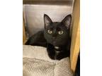 Adopt Betty a All Black Domestic Shorthair (short coat) cat in Colmar