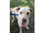 Adopt Butterfinger a Labrador Retriever dog in Berkeley Heights, NJ (38967221)