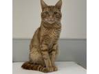 Adopt Moo Moo a Domestic Short Hair