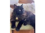 Adopt BASILISK - Offered by Owner - Floofy Female a Black (Mostly) Domestic