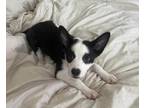 Adopt Kai a White - with Black Feist / Mixed dog in Springfield, VA (39051726)