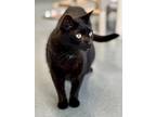 Adopt Oliver (fka Grover) a Domestic Shorthair / Mixed (short coat) cat in