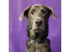 Adopt Ovy a Labrador Retriever