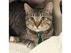 Adopt Rodrigo a Domestic Shorthair / Mixed cat in Port Washington, NY (39011255)