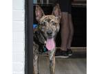 Adopt Ed a Brindle Cattle Dog / Shepherd (Unknown Type) / Mixed dog in