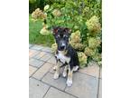 Adopt Mason a Black Labrador Retriever dog in Berkeley Heights, NJ (39024367)
