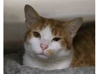 Adopt Mindy a Orange or Red (Mostly) Domestic Shorthair / Mixed (short coat) cat