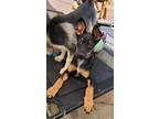 Adopt Captain a Black - with Tan, Yellow or Fawn Miniature Pinscher / Doberman