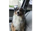 Adopt Chico a Merle Australian Shepherd / Mixed dog in Overland Park