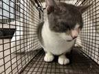 Adopt SNOOPY a Domestic Short Hair