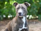 Adopt MATEO a Pit Bull Terrier