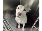 Adopt VITO a Pit Bull Terrier