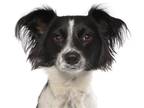 Adopt Letty a Black - with White Papillon / Spaniel (Unknown Type) / Mixed dog