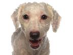 Adopt Velcro a White Poodle (Miniature) / Mixed dog in oakland park