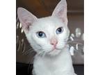 Adopt Lina - Best cat ever! a White American Shorthair / Mixed (short coat) cat