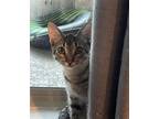 Adopt Brownie a Brown Tabby Domestic Shorthair / Mixed (short coat) cat in