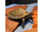 Adopt Dora a Turtle - Other reptile, amphibian, and/or fish in Burlingame