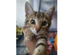 Adopt Teresita a Domestic Shorthair / Mixed (short coat) cat in Brainardsville