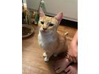 Adopt Sweet Pea a Domestic Shorthair / Mixed (short coat) cat in Brainardsville