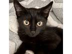 Adopt Roswell (bonded w/Laya) a All Black Domestic Shorthair / Mixed (short