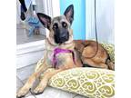 Adopt Samantha a German Shepherd Dog / Mixed dog in Oakland, CA (38943245)
