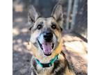 Adopt Rumi a Tan/Yellow/Fawn German Shepherd Dog / Mixed dog in Oakland