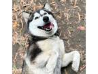 Adopt Rosie a Black Siberian Husky / Mixed dog in Oakland, CA (39072227)