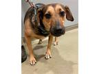 Adopt 2308-1555 Maximus a Beagle / Hound (Unknown Type) / Mixed dog in Virginia