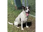 Adopt 2308-0414 Kinzie a Pit Bull Terrier / Mixed dog in Virginia Beach